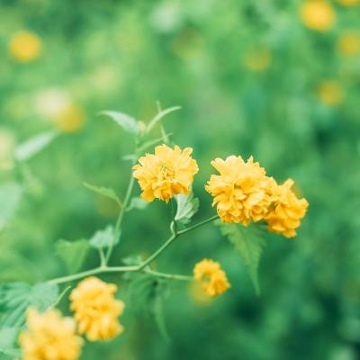 果盘仙魔道校花版变态版下载