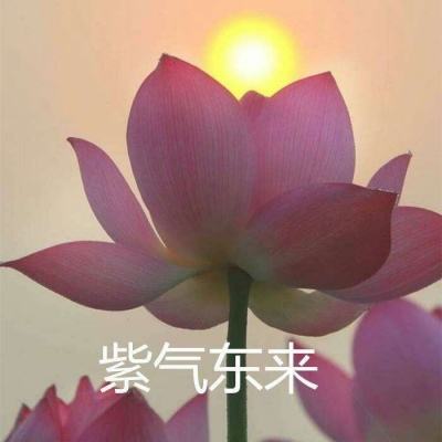 马的传说游戏